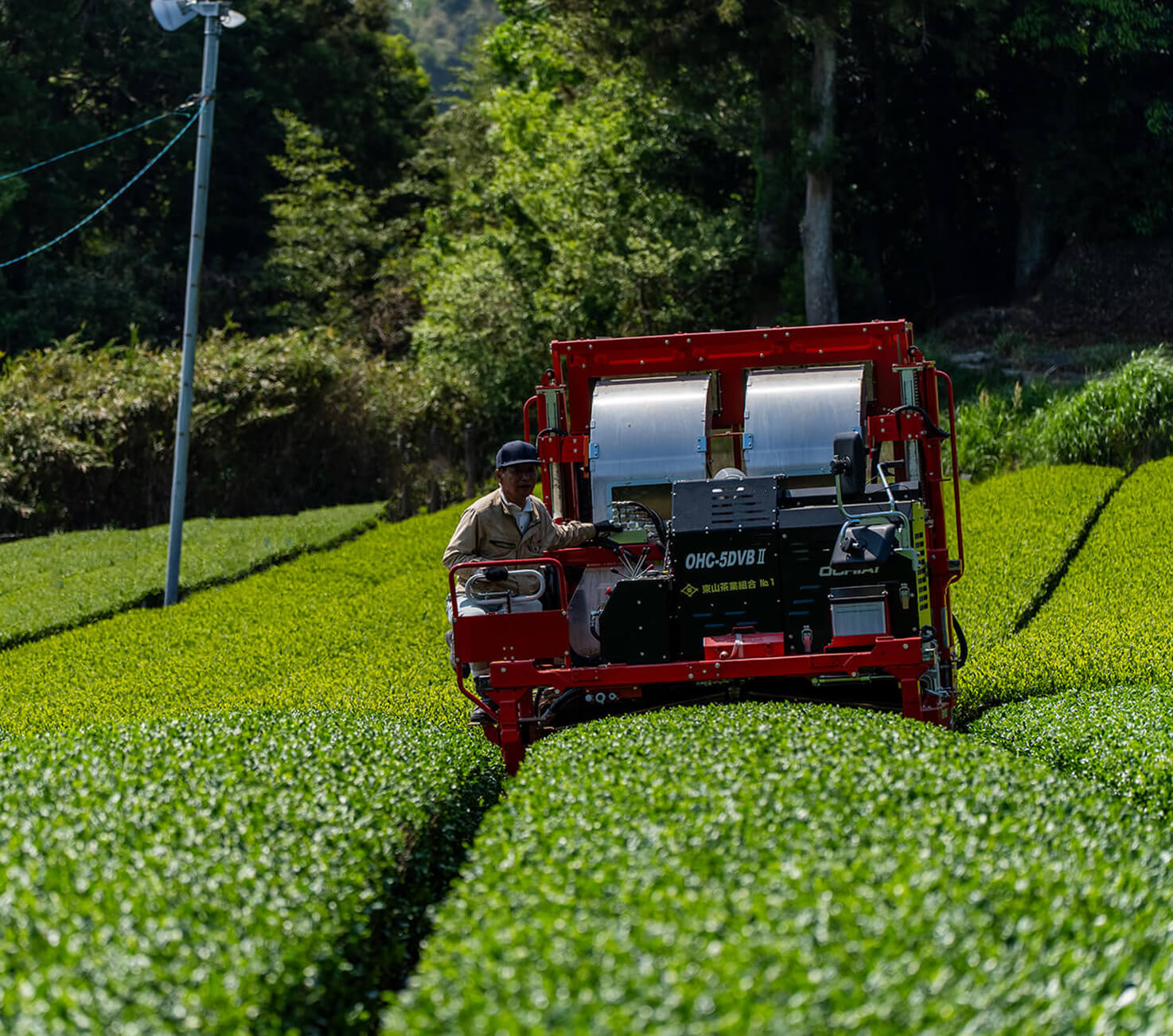 茶園の剪定作業の画像